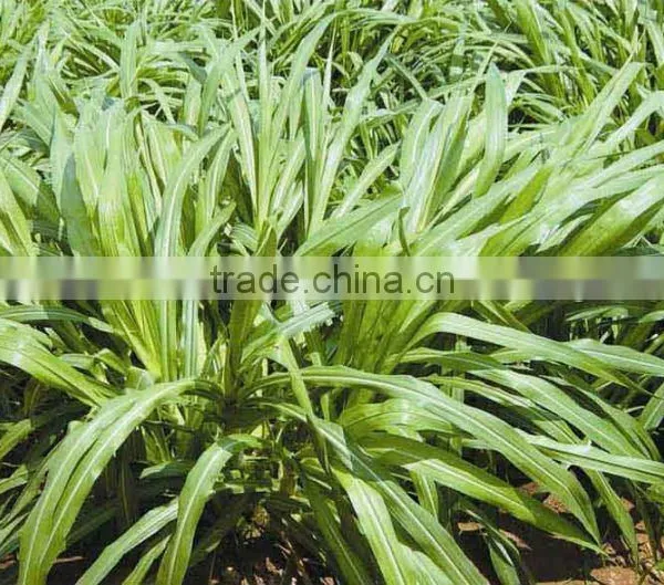 Green High Yield Perennial Hybrid Pennisetum Chinese Forage Seeds