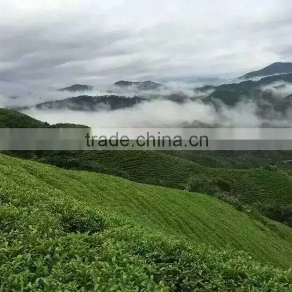 Hot Sale China Organic Certified Green Tea photo-3