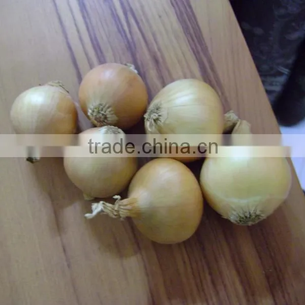 Onion photo-6