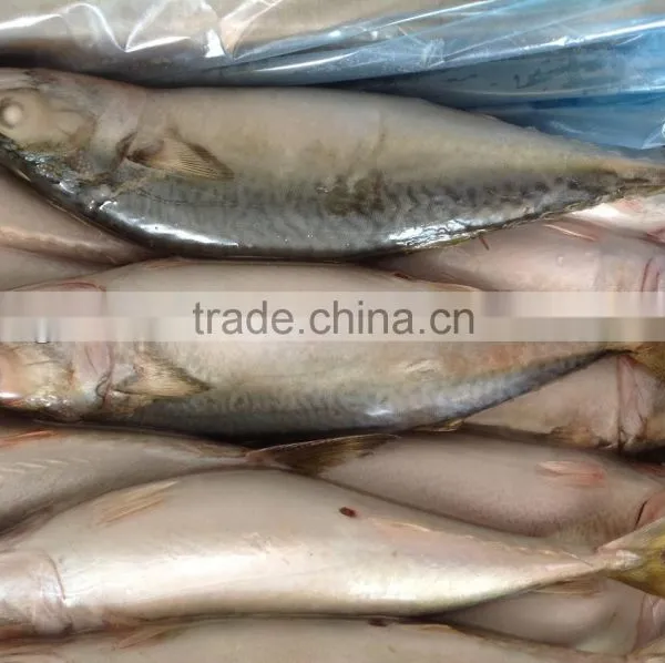 Frozen Mackerel Caught by Light Seine 300-400g photo-2