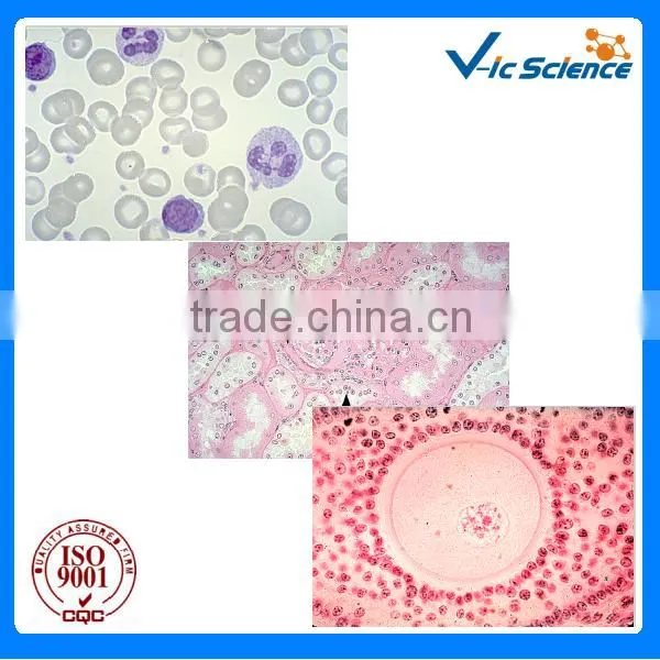 Hematology Glass Prepared Slides Blood Smear Prepared Slides for Teaching