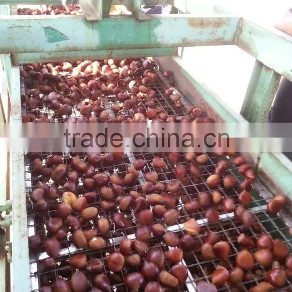 Raw Fresh Good Chestnuts Packed and Exported to Turkey;great Ability of Stock a Lot. photo-2