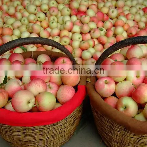 Fresh Gala Apple Exporter in China photo-3