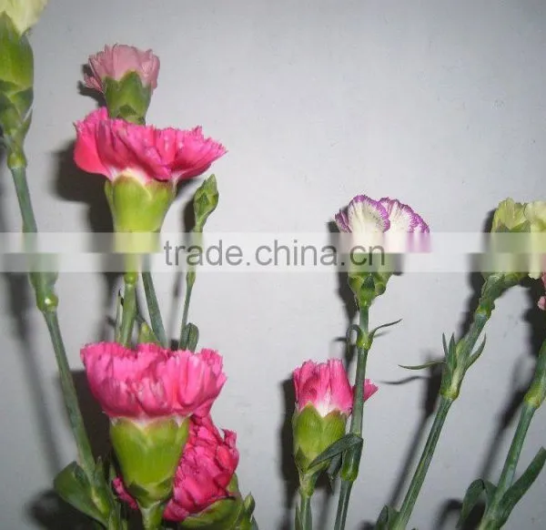 Carnation Fresh Cut Flower for Sale photo-5