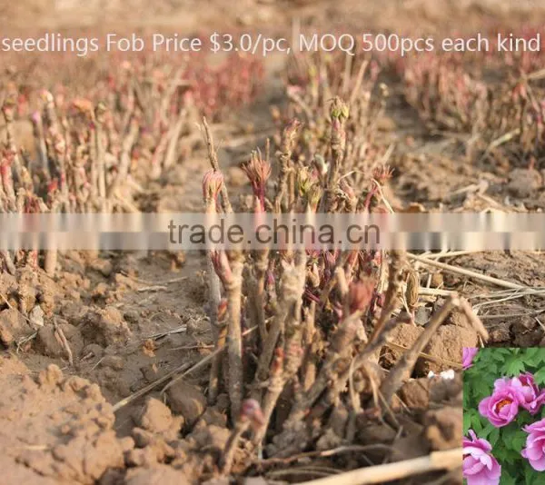Paeonia Suffruticosa Andrews Peony Seedling photo-5