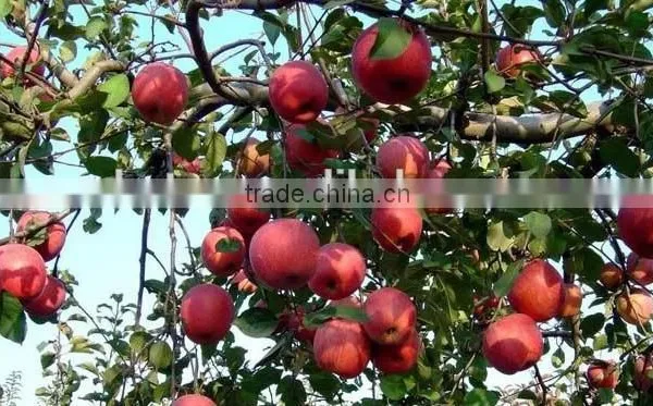 Factory Supply 100% Natural Apple Extract, Apple P.E. photo-2