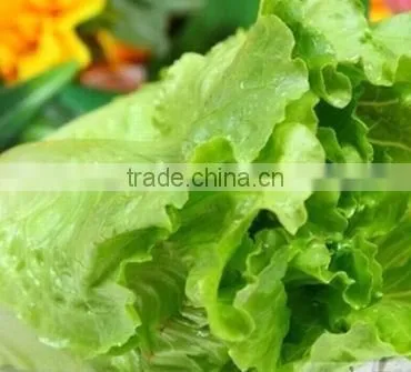 Vegetable Seeds Wholesale Vegetable Seeds