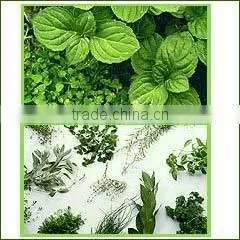 Natural Quality of Peppermint Oil / Mentha Piperita / Mentha Piperata