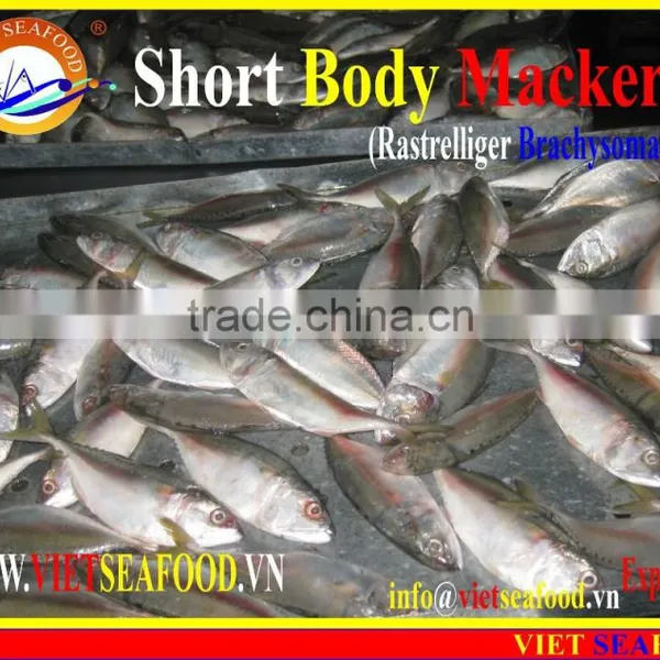 FROZEN SHORT BODY MACKEREL WHOLE ROUND photo-5