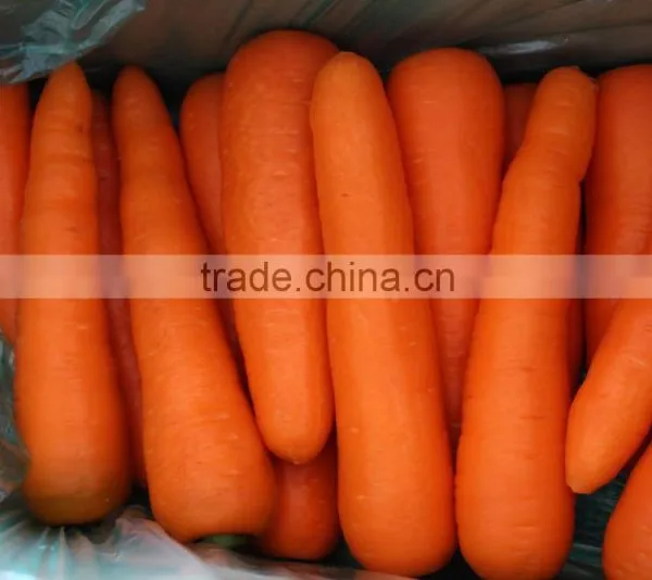 Carrot Carton Packing