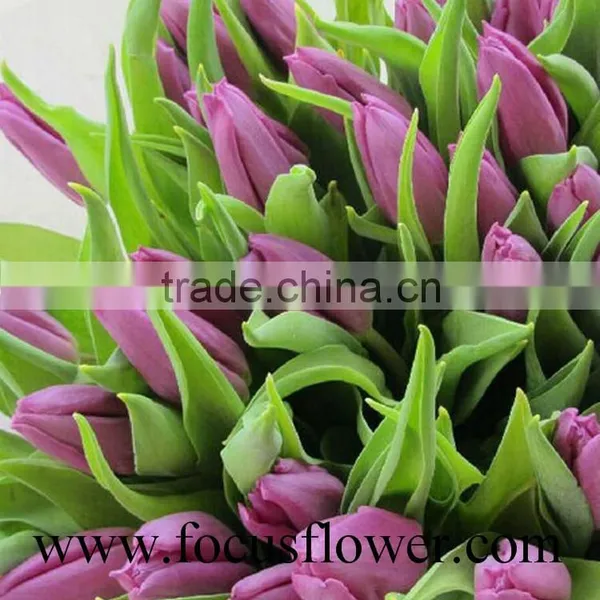 2016 High Quality Rainbow Tulip, the Fresh Cut Flowers With Low Price photo-2