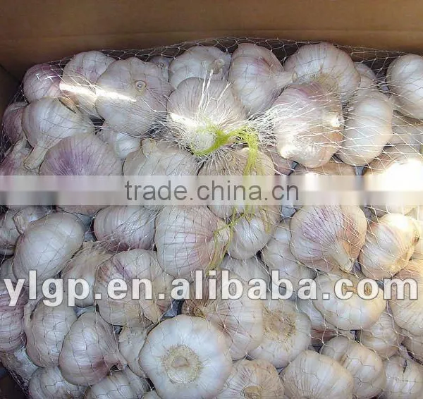 Fresh Garlic