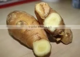 FRESH GINGER WITH BEST PRICE