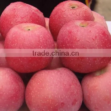 Fresh Fuji Apple With Best Price China Fuji Apple photo-4