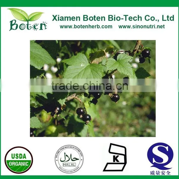 Boten Blackcurrant Extract/ Black Currant Extract photo-2