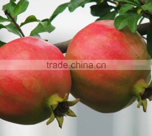 20%-90% Ellagic Acid Pomegranated Peel Extract Powder photo-4