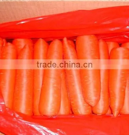 Fresh Carrot