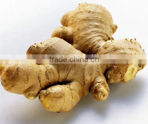 Nissin Condiment,fresh Ginger Paste,low Price Ginger,OEM Factory Foods, photo-3