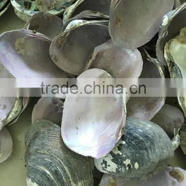 Raw American Pink Shell photo-3