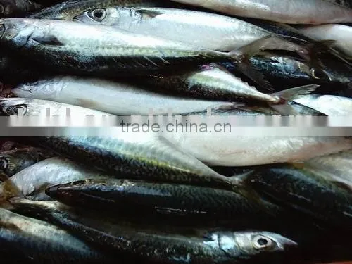 Frozen Pacific Mackerel,