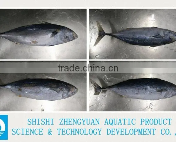 Frozen Bonito Frozen Tuna Fish photo-3