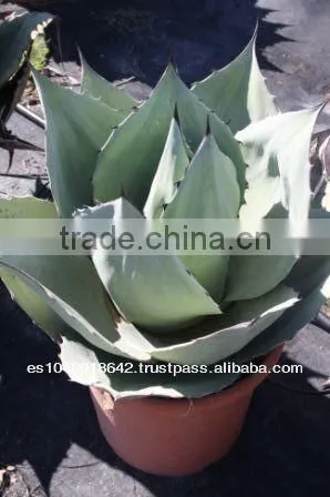 Agave Ovatifolia