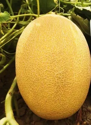 Melon Seed for Sowing Hybrid F1 Hami Type Melon
