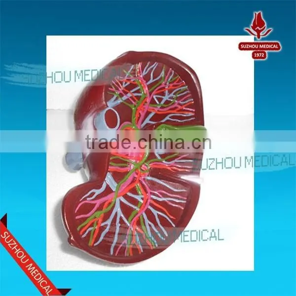 Liver Model photo-3