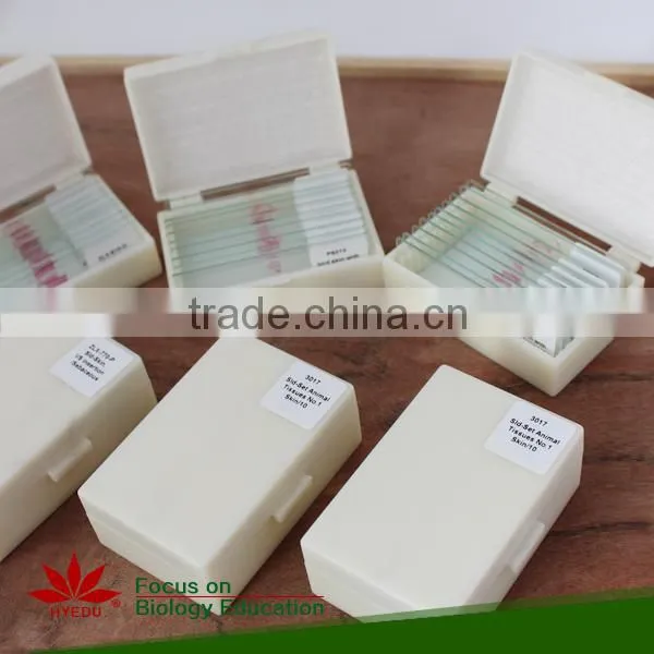 Microscope Prepared Slides ,Seed Slides, Seedling Prepared Slides photo-3