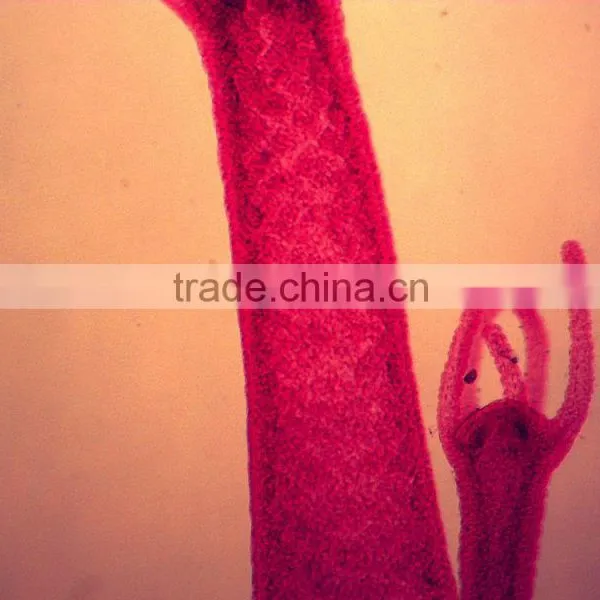 Zoology Prepared Microscope Slides Parasite Microscope Slides for Microscopes