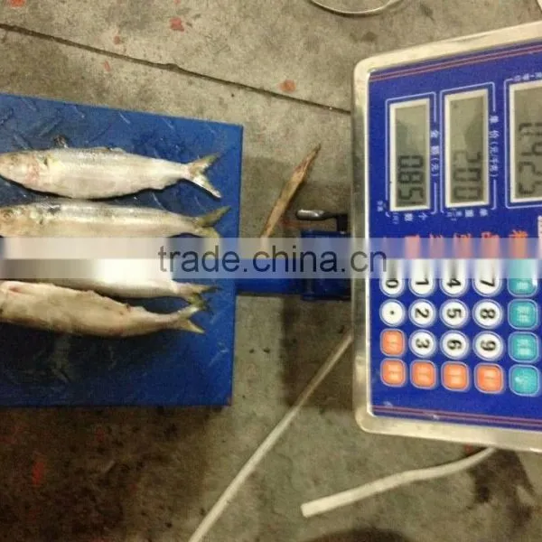 Frozen Sardine Fish for Tuna Bait photo-4