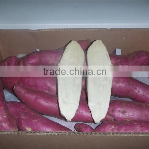 Fresh Sweet Potato/purple Sweet Potato/yellow Sweet Potato photo-2