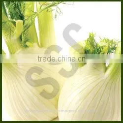 Fennel Oil