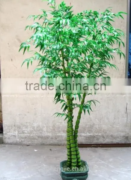 2016 Indoor Bonsai Trees Bonsai Plant Sale Bonsai Plants Bamboo photo-2