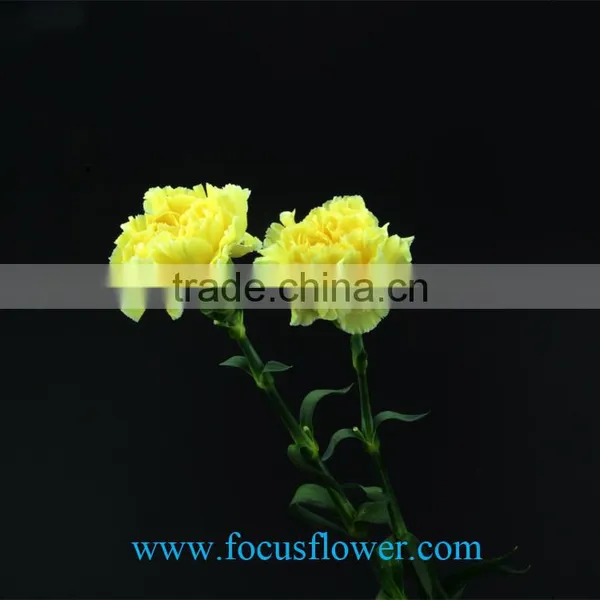 Cut Fresh Yellow Carnation Flowers Glitzy Global After Sale Service Named From China With Competitive Price photo-2