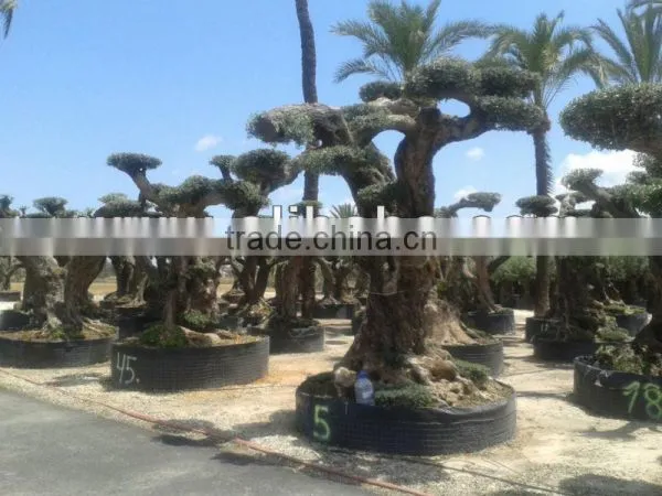 OLEA EUROPAEA Millenary photo-4