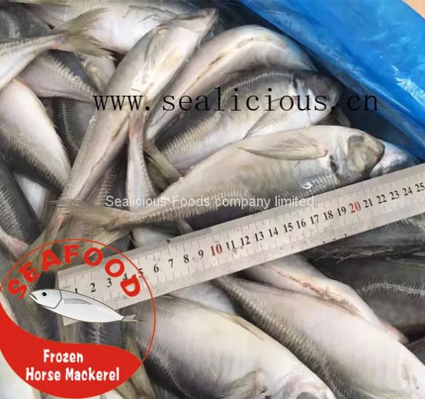Frozen Horse Mackerel New Fresh Fish photo-3