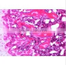 Animal Histology Teaching Slides,Animal Histology Slides,Mammal Histology Slides photo-2