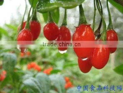 GOJI BERRIES HARVEST 2015 ORGANIC photo-2