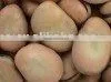 Organic Broad Bean