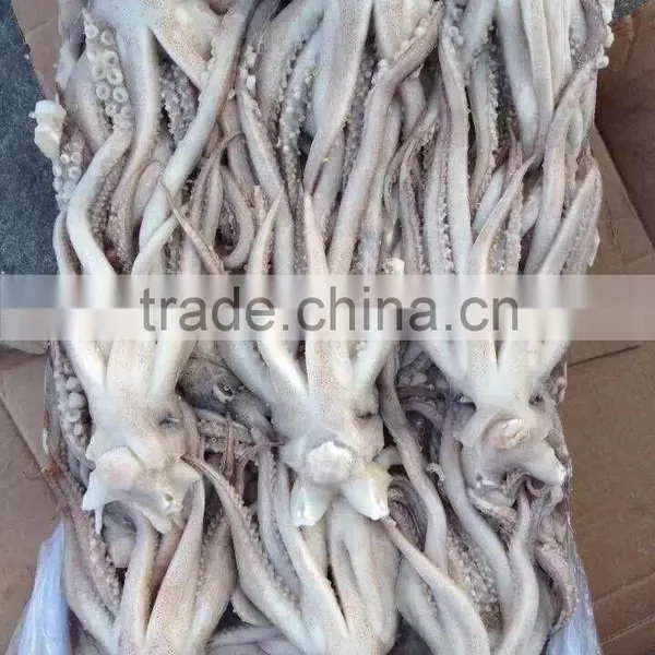 2016 Newly Arrived Frozen Eye Off, Beak off Squid Tentacle From China photo-3