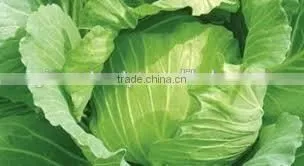 VIET NAM FRESH CABBAGES VIETGAP photo-3