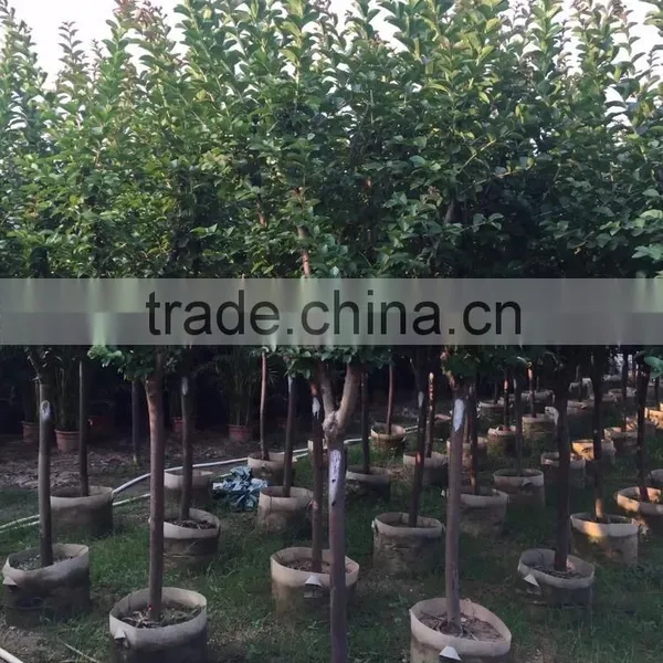 Small Leave Lagerstroemia Indica photo-2
