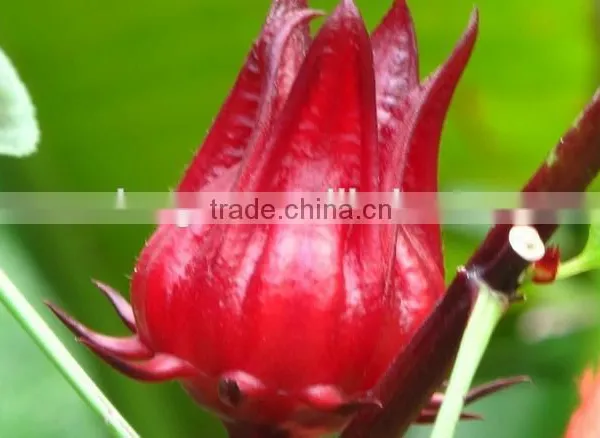 Good Flavour Hibiscus Flower Hibiscus Sabdariffa Extract 5:1,10:1,20:1and Spray-dried Powders photo-3