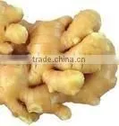 ginger root p.e