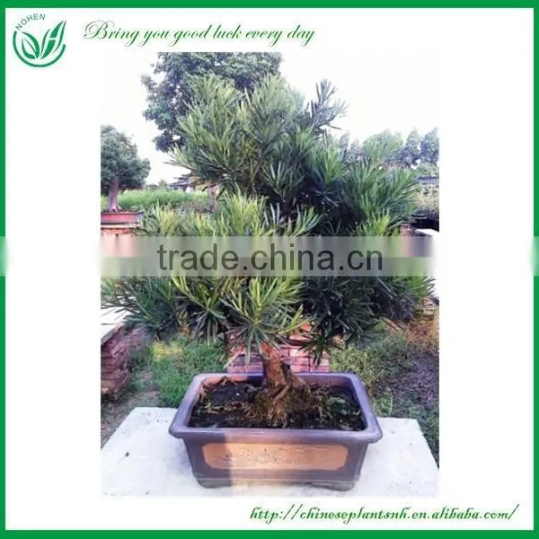 Ficus Chinese Bonsai photo-5