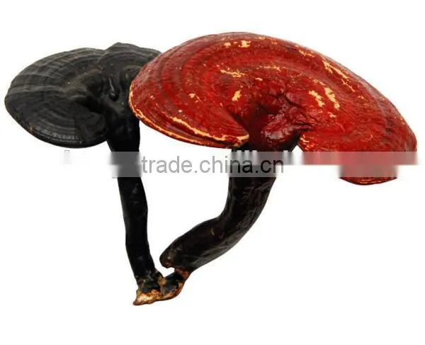 100% Nature Reishi Mushroom Ganoderma Lucidum Extract Ganoderma Lucidum Spore Oil Softgel Reishi Soft Capsule photo-2