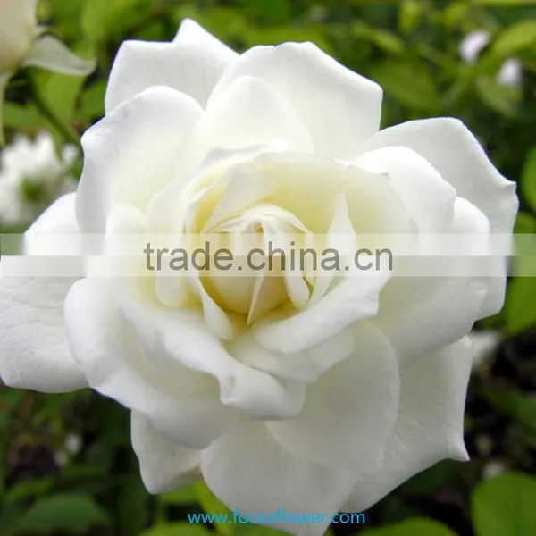 Export Fresh Cut Roses Flowers Tineke Rose Flower From Kunming photo-3