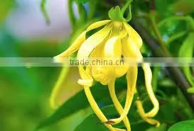 Ylang Ylang Oil photo-2
