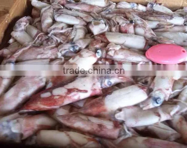 Frozen Whole Round High Quality Squid and Todarodes Pacificus photo-4